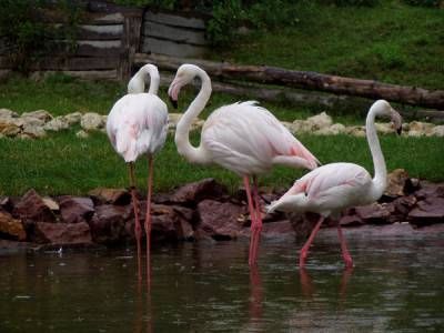 rozsas_flamingo.jpg